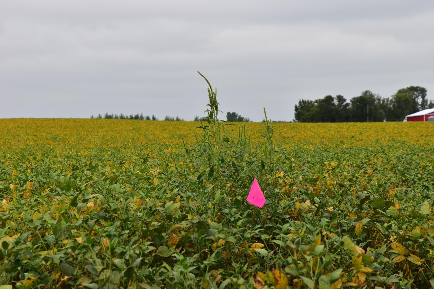 August Weed of the Month An Update on Palmer Amaranth After Years of